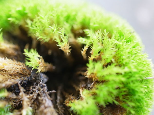 f:id:elmikamino:20101031120641j:image f:id:elmikamino:20101031120641j:image