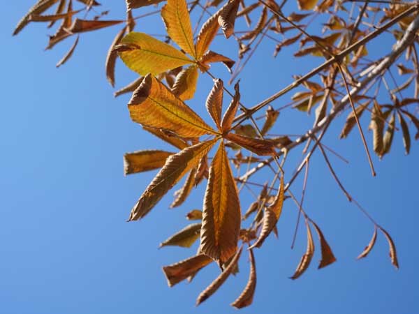 f:id:elmikamino:20101031120642j:image f:id:elmikamino:20101031120642j:image