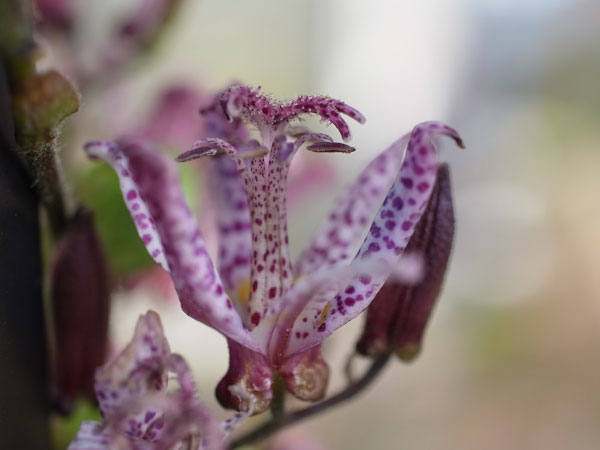 f:id:elmikamino:20101031120646j:image f:id:elmikamino:20101031120646j:image