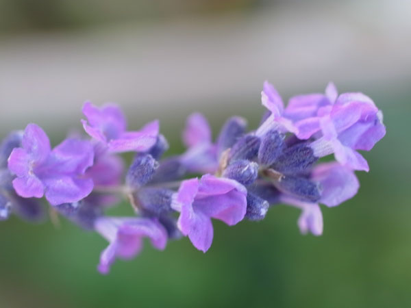 f:id:elmikamino:20101031120647j:image f:id:elmikamino:20101031120647j:image