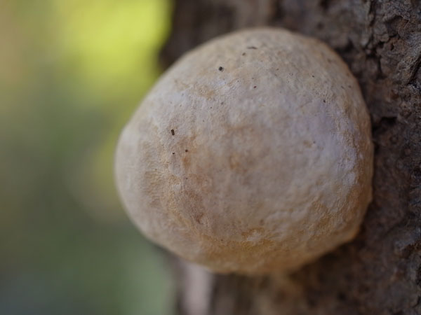 f:id:elmikamino:20101031120648j:image f:id:elmikamino:20101031120648j:image