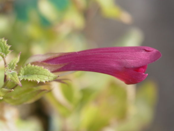 f:id:elmikamino:20101031120649j:image f:id:elmikamino:20101031120649j:image