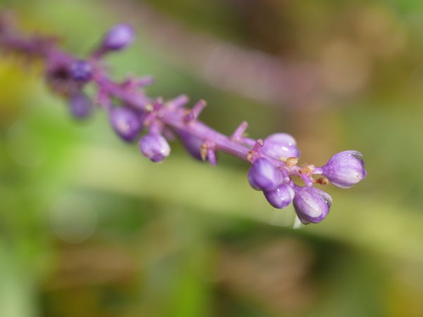 f:id:elmikamino:20101103120249j:image