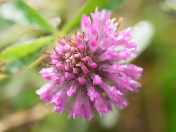 f:id:elmikamino:20101103120251j:image