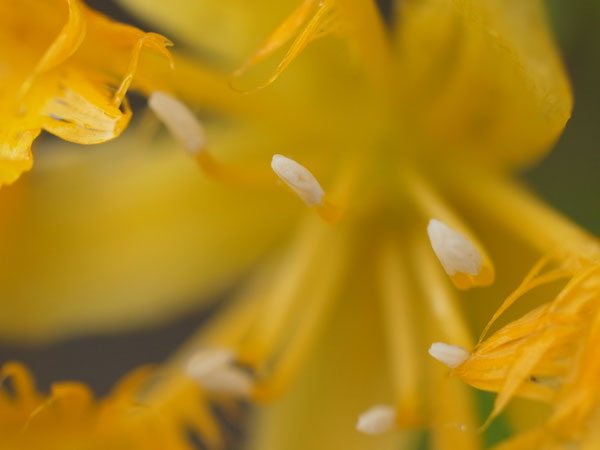 f:id:elmikamino:20101103120255j:image