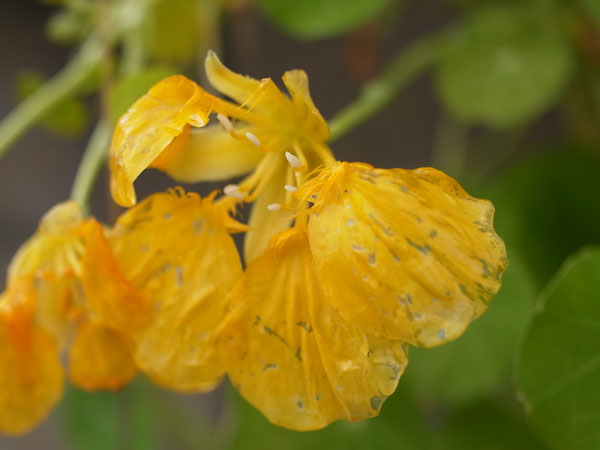 f:id:elmikamino:20101103120257j:image