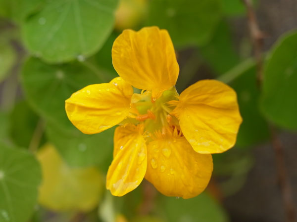 f:id:elmikamino:20101103120258j:image