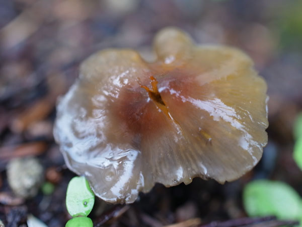 f:id:elmikamino:20101103120259j:image