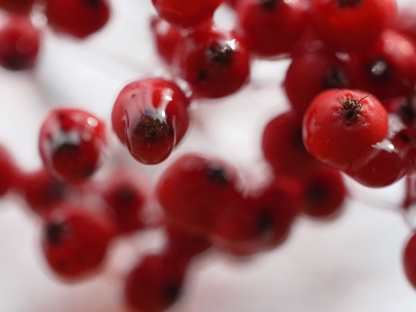 f:id:elmikamino:20101103120301j:image