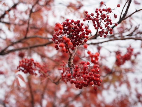 f:id:elmikamino:20101103120302j:image