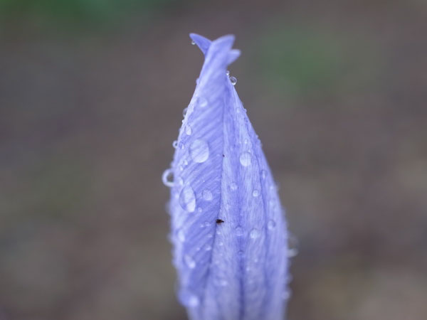 f:id:elmikamino:20101103120304j:image