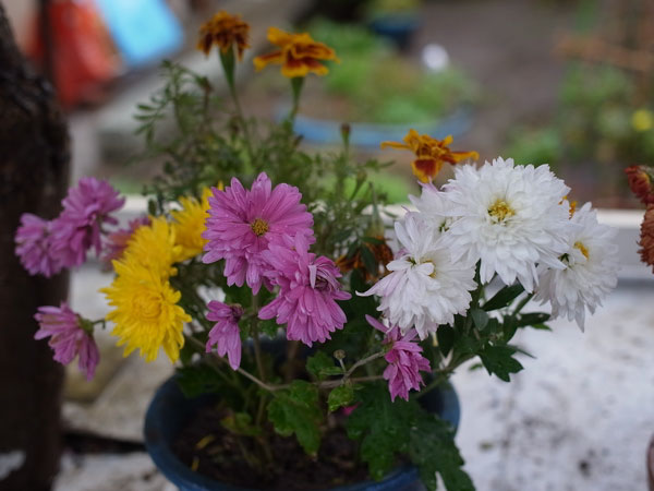 f:id:elmikamino:20101103120305j:image
