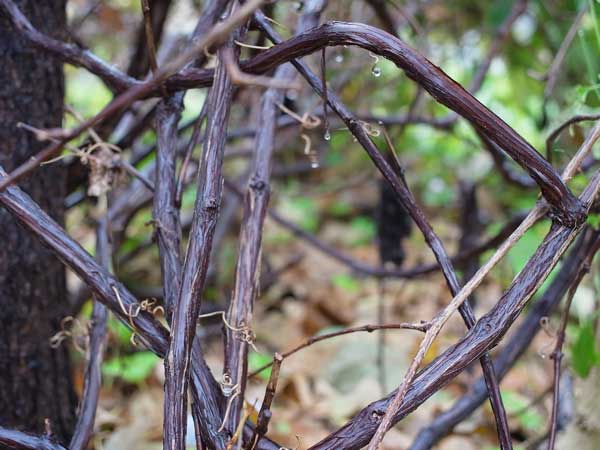 f:id:elmikamino:20101103120307j:image