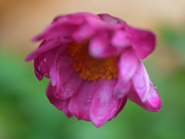 f:id:elmikamino:20101103120308j:image