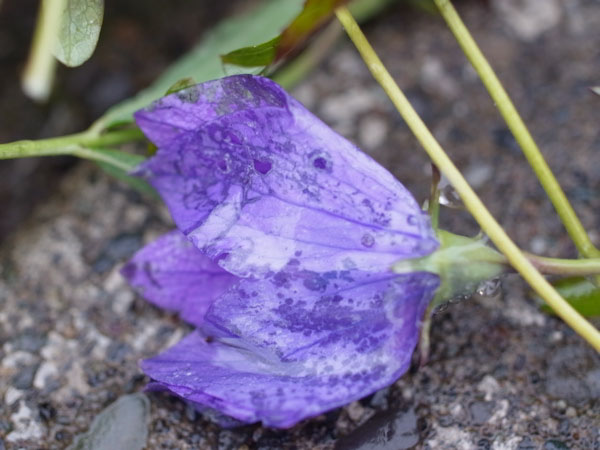 f:id:elmikamino:20101103120310j:image