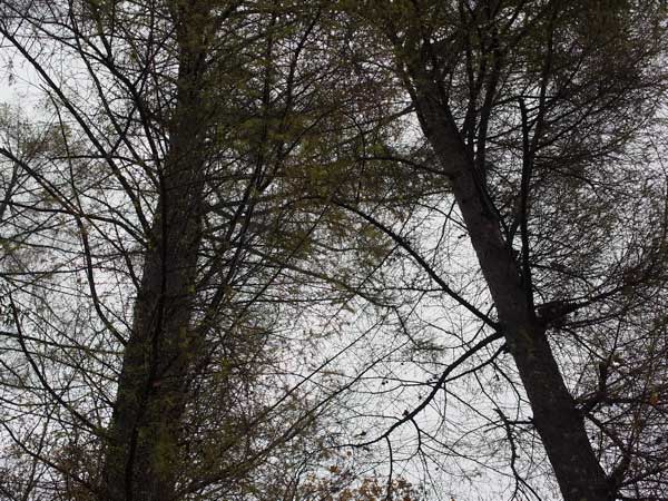 f:id:elmikamino:20101103120313j:image