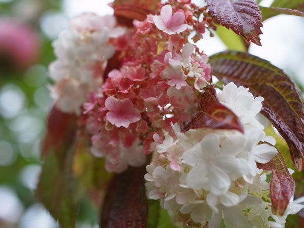f:id:elmikamino:20101103120315j:image