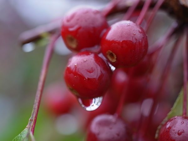 f:id:elmikamino:20101103120317j:image