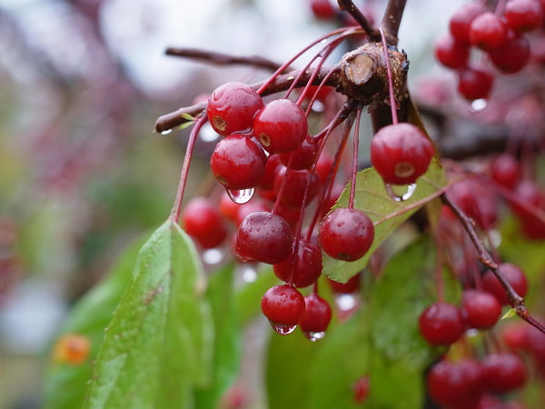 f:id:elmikamino:20101103120318j:image
