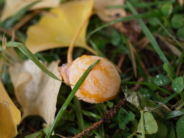 f:id:elmikamino:20101103120320j:image