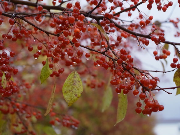 f:id:elmikamino:20101103120321j:image