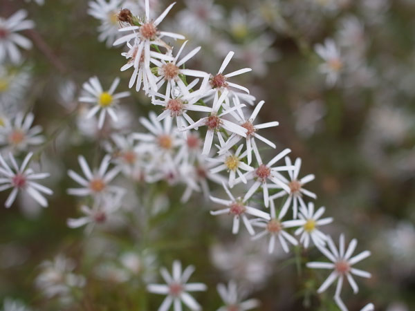 f:id:elmikamino:20101103120322j:image