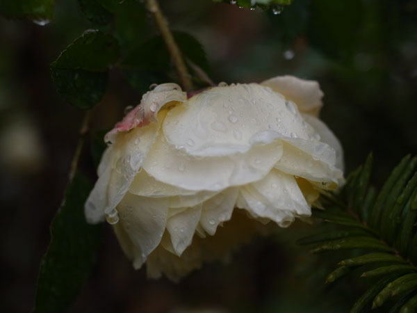 f:id:elmikamino:20101103120324j:image