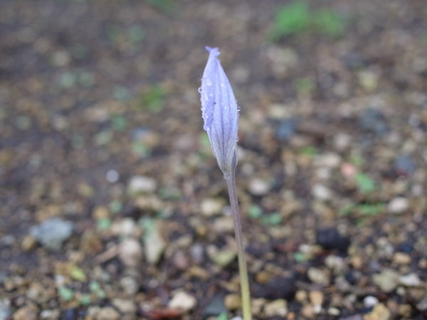 f:id:elmikamino:20101103120326j:image