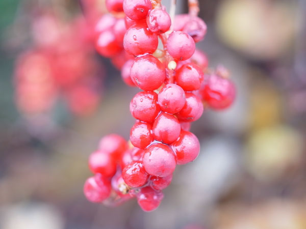 f:id:elmikamino:20101103120327j:image