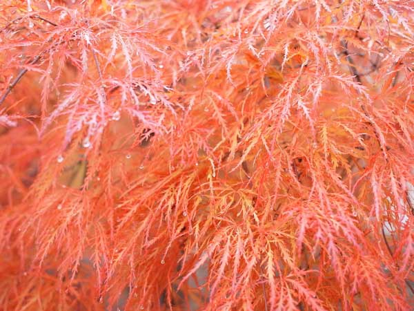 f:id:elmikamino:20101103120328j:image