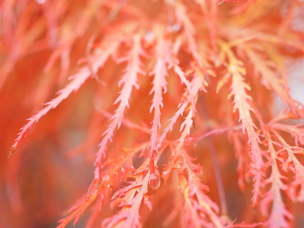 f:id:elmikamino:20101103120329j:image