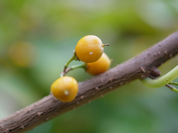 f:id:elmikamino:20101105095559j:image