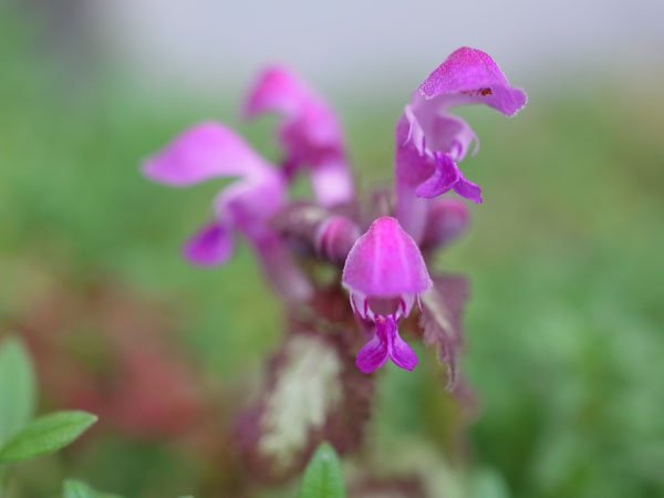 f:id:elmikamino:20101105095656j:image