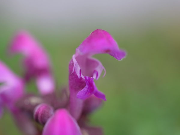 f:id:elmikamino:20101105095712j:image