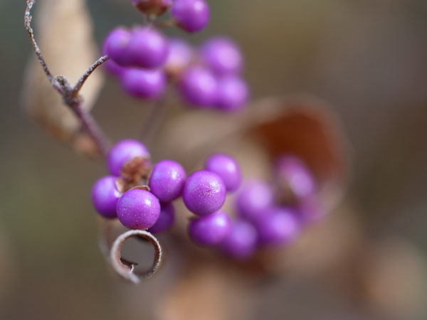 f:id:elmikamino:20101105095942j:image