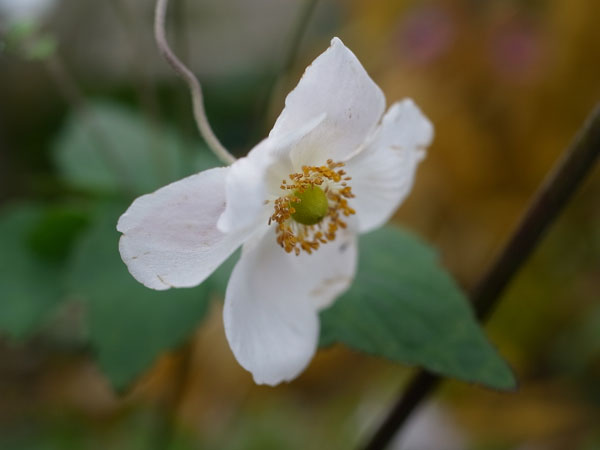 f:id:elmikamino:20101105100023j:image