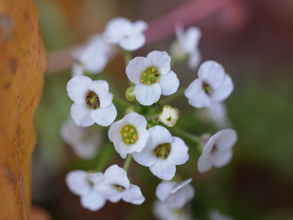 f:id:elmikamino:20101105100111j:image