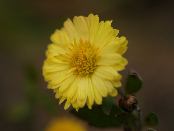 f:id:elmikamino:20101105100158j:image