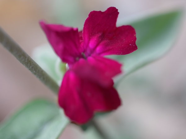 f:id:elmikamino:20101105101046j:image