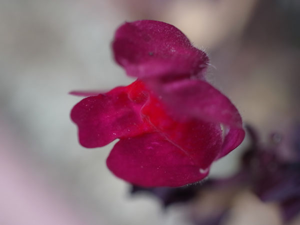 f:id:elmikamino:20101105101106j:image