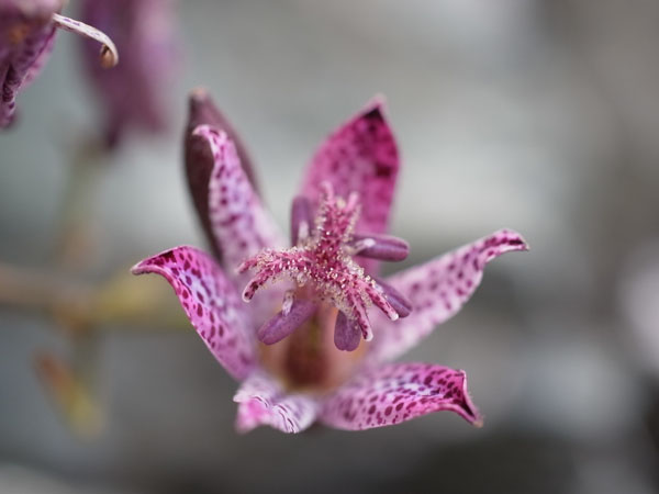 f:id:elmikamino:20101105101515j:image