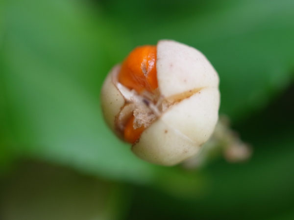 f:id:elmikamino:20101105101644j:image