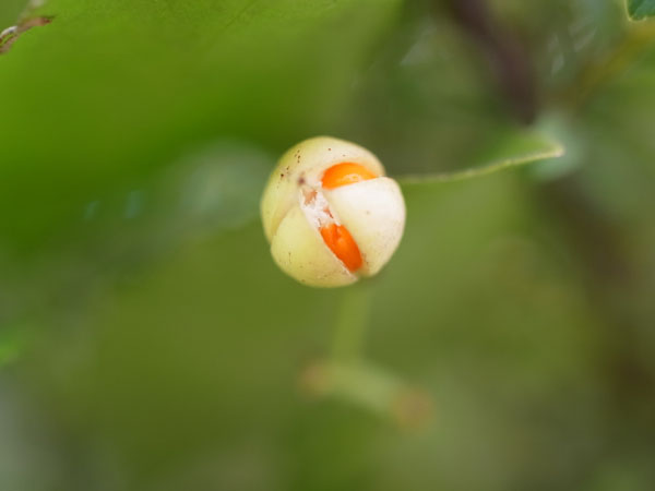 f:id:elmikamino:20101105101712j:image