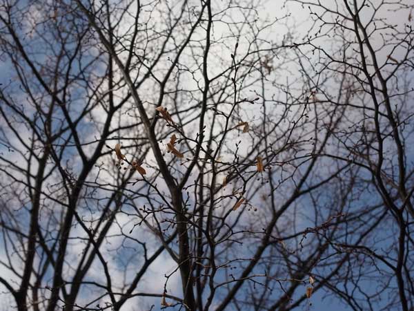 f:id:elmikamino:20101105101932j:image