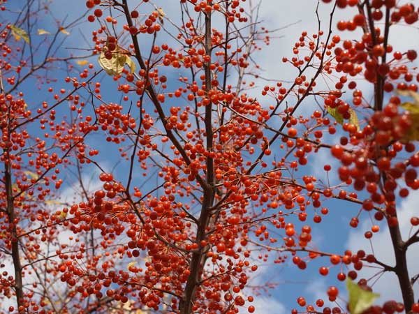 f:id:elmikamino:20101105102003j:image