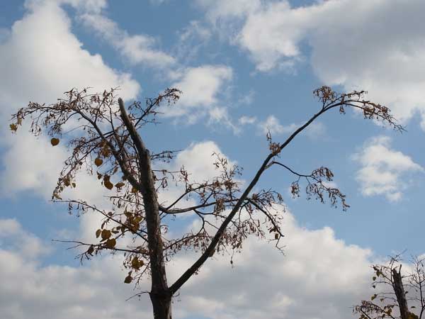 f:id:elmikamino:20101105102047j:image