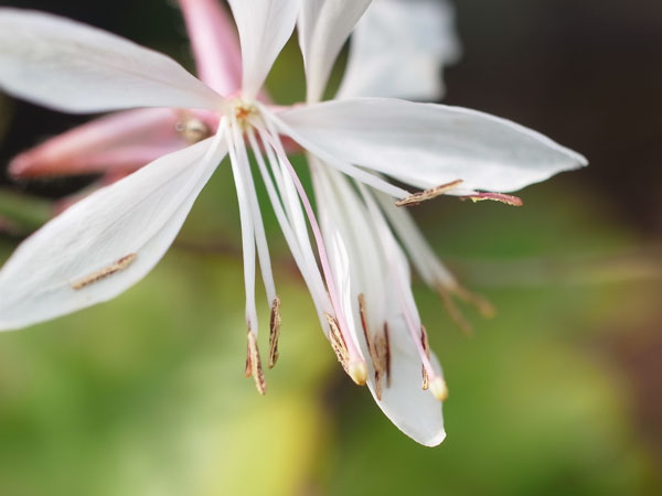 f:id:elmikamino:20101105103100j:image