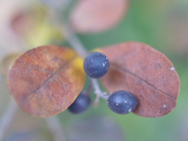 f:id:elmikamino:20101105103333j:image