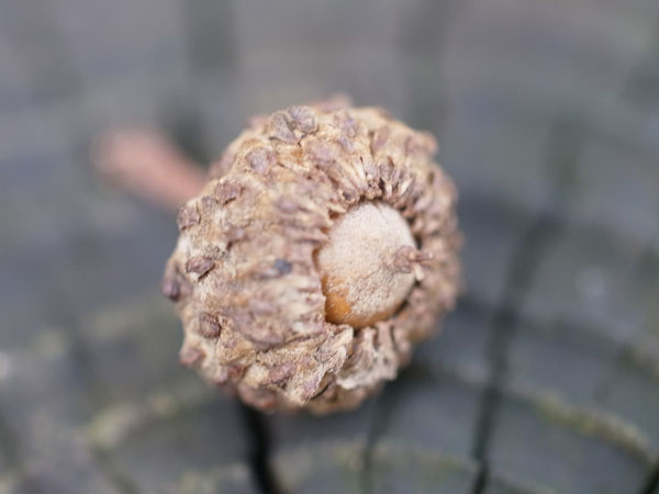 f:id:elmikamino:20101105103548j:image