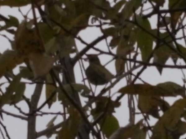 f:id:elmikamino:20101105215624j:image
